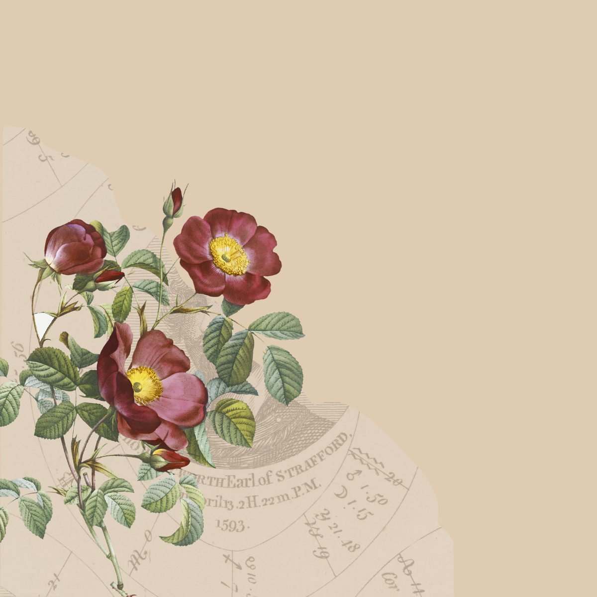 Cardstock - Bella Series