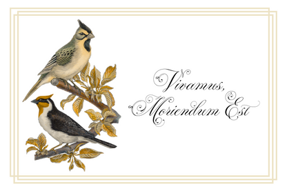 Postcards - Latin Series